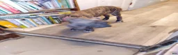 Great Dane dogs for sale: Great Dane 7 - Ad 8