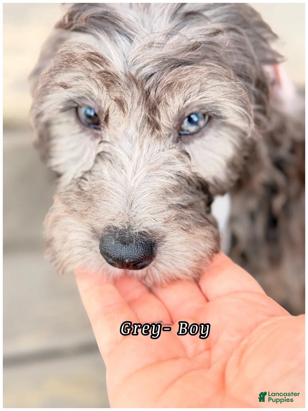 Mini Sheepadoodle dogs for sale: Grey  - Ad 1