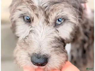 Mini Sheepadoodle dogs Grey - Ad 17