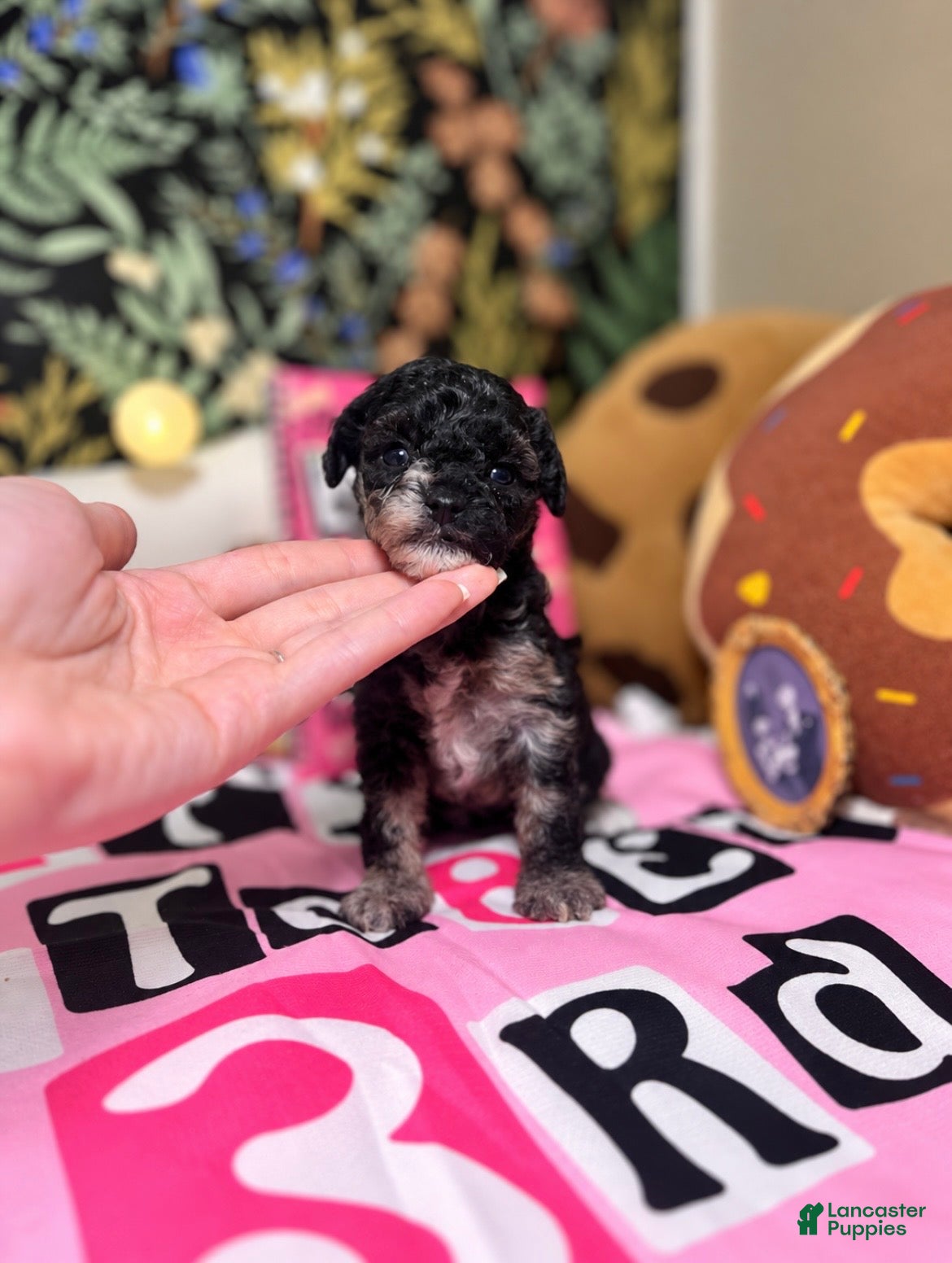 Toy Poodle dogs Sally - Ad 17