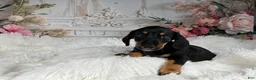 Miniature Dachshund dogs for sale: AKC-Cooper - Ad 4