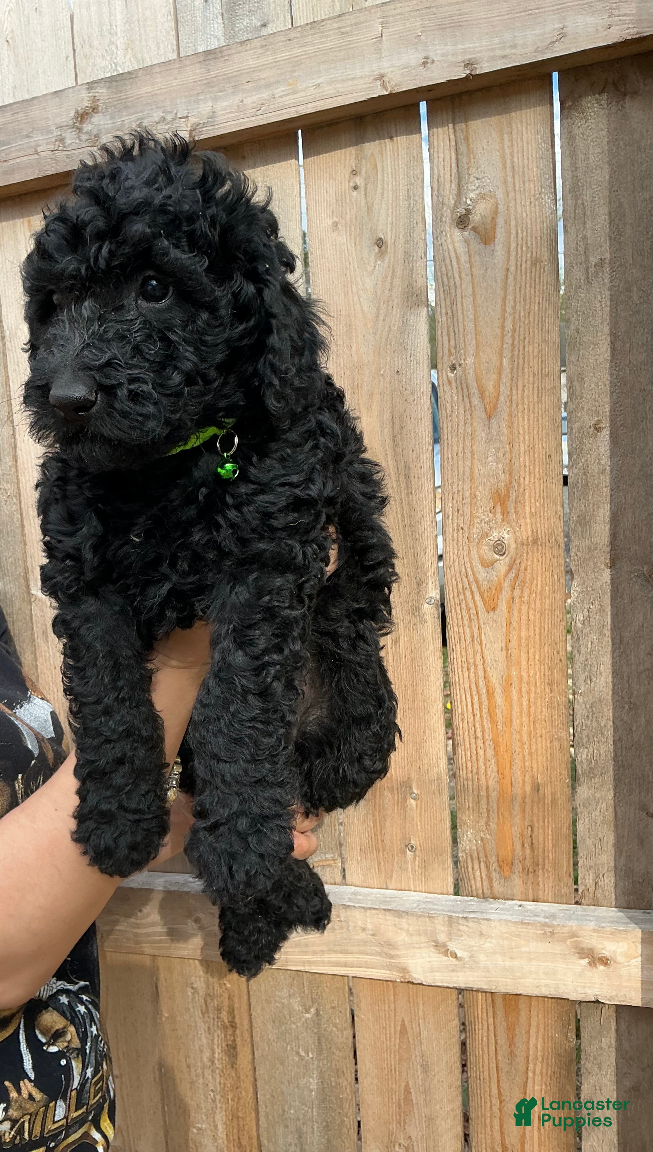Goldendoodle dogs Rocky  - Ad 37