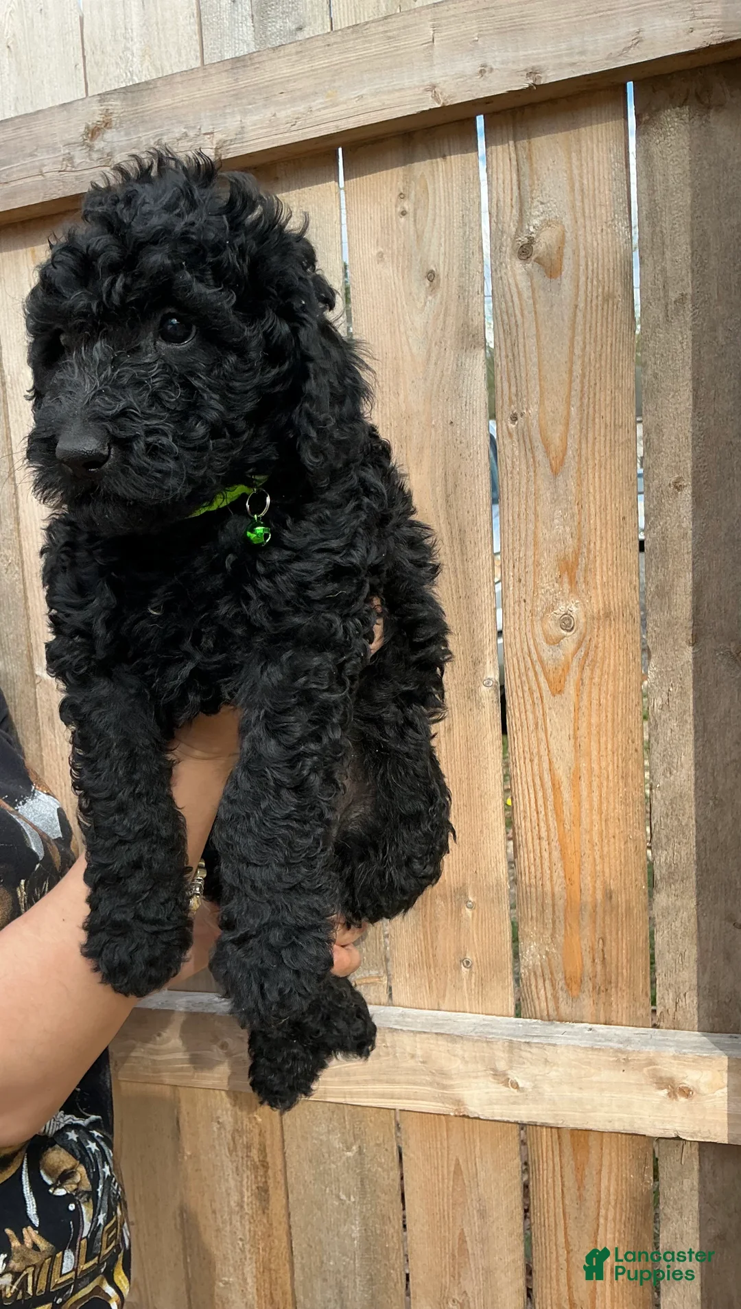 Goldendoodle dogs for sale: Rocky  - Ad 1