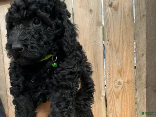 Goldendoodle dogs Rocky - Ad 37