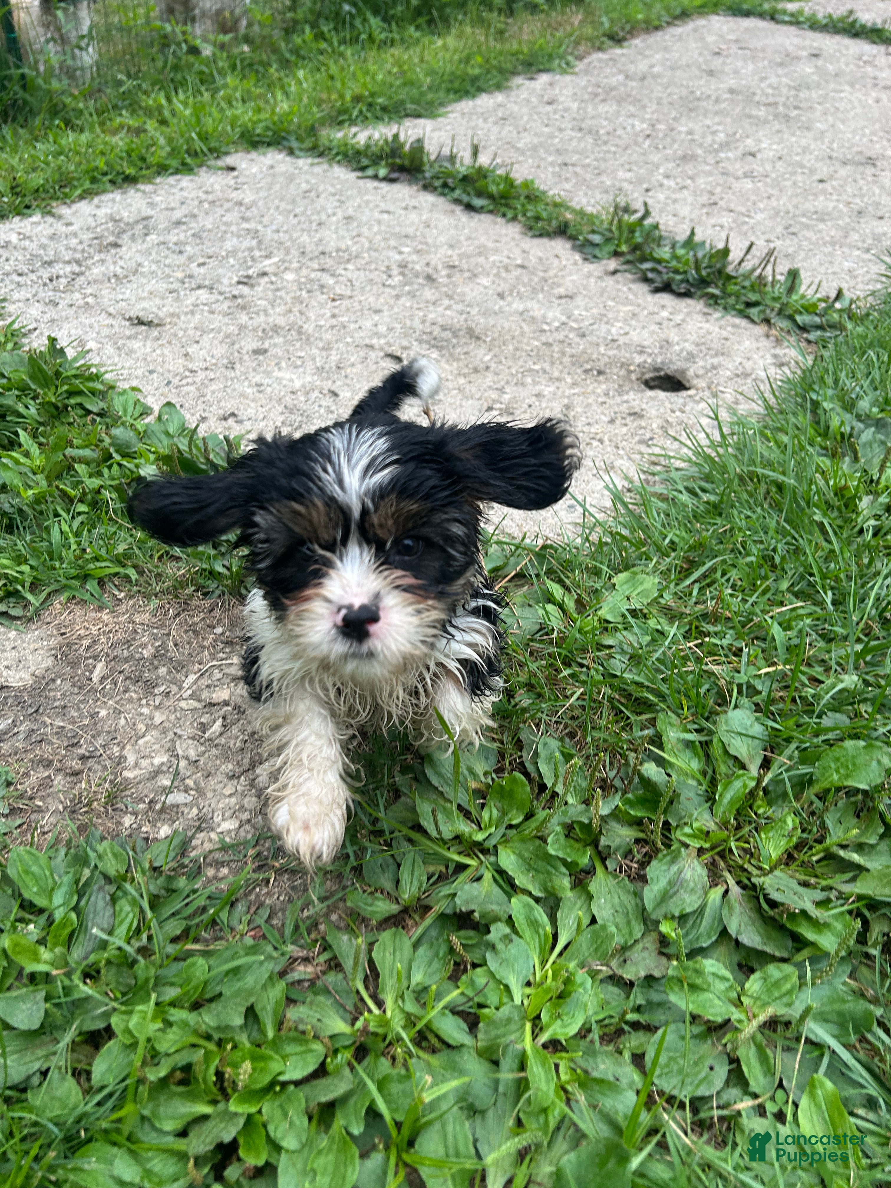 Teddy Bear dogs Rocky  - Ad 41