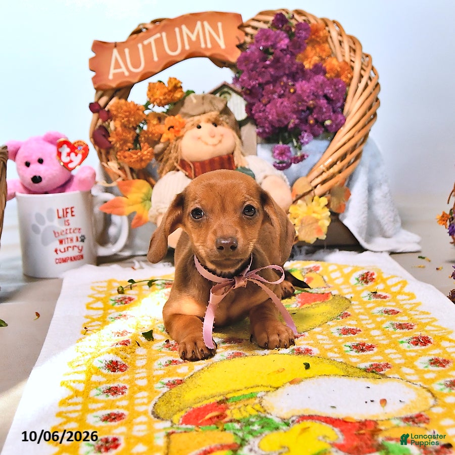 Dachshund dogs Mattie - Ad 2