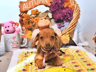 Dachshund dogs Mattie - Ad 2