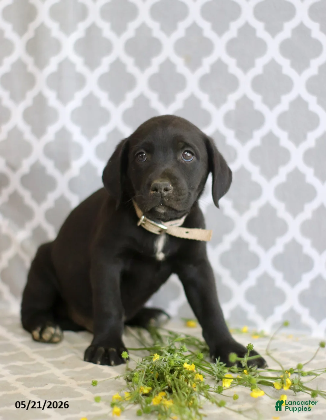 Mixed Breed dogs for sale: Richard - Ad 5