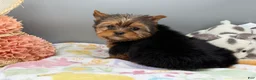 Yorkshire Terrier dogs for sale: Dawn - Ad 2