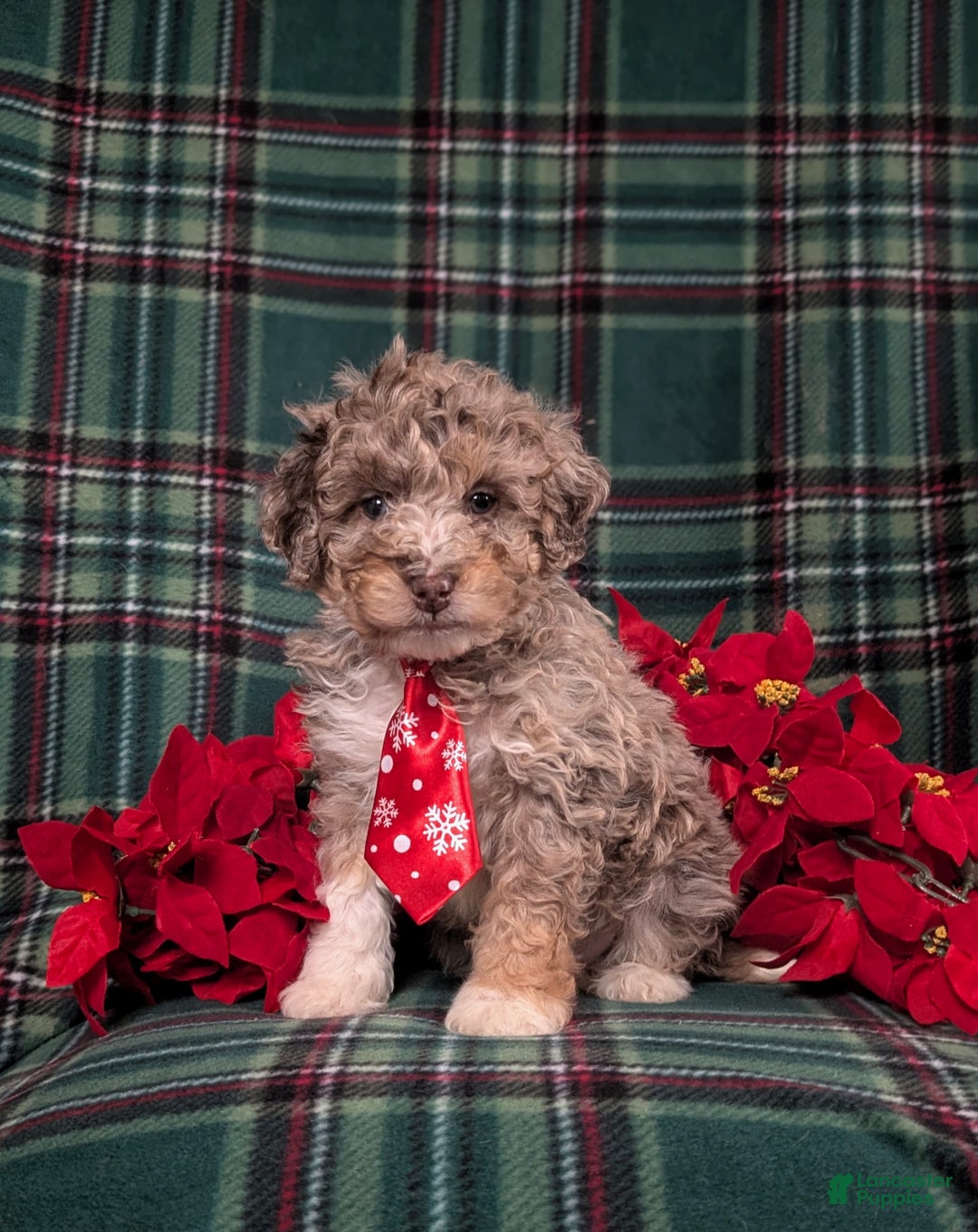 Mini Bernedoodle dogs for sale: Adrian Hypoallergenic - Ad 1