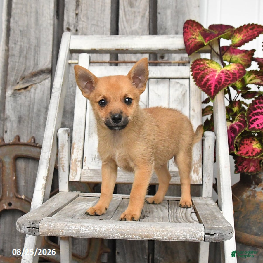 Mixed Breed dogs Wally - Ad 1