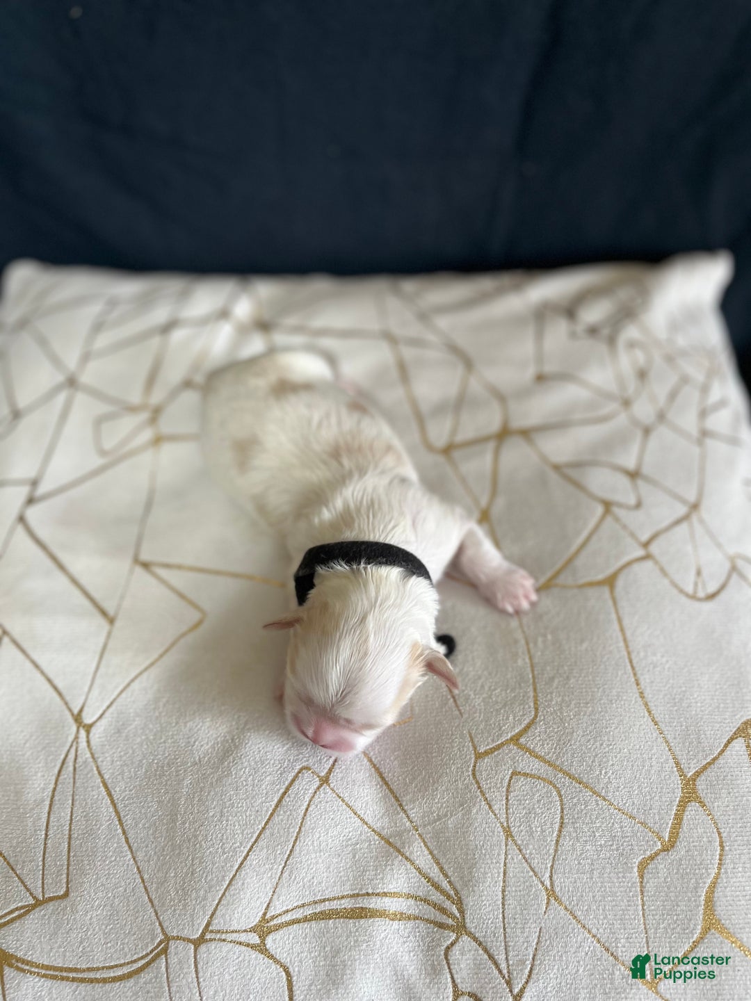 Shih Tzu dogs for sale: Maple - Ad 5