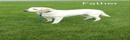Labrador Retriever dogs for sale: Toby - Ad 4