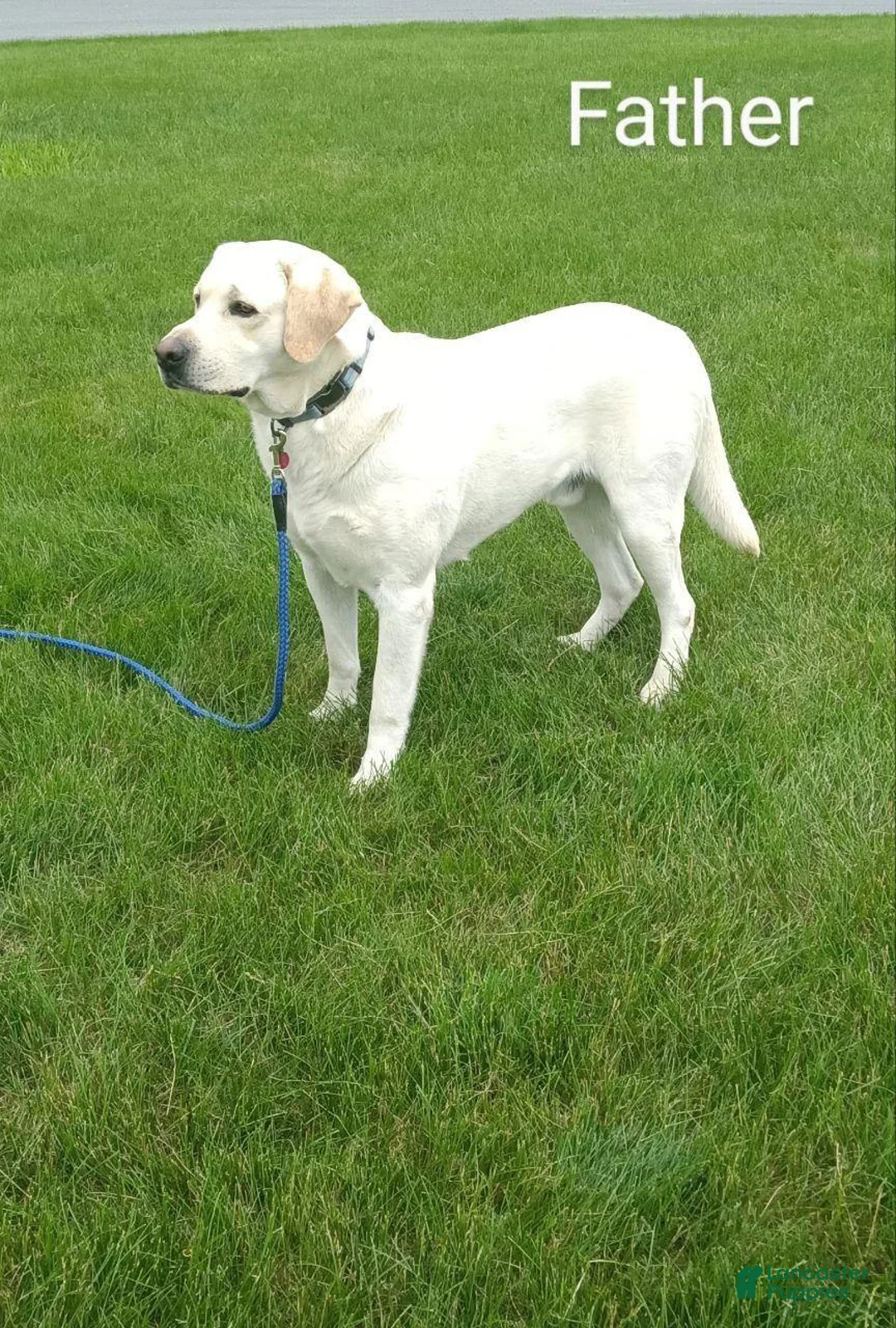 Labrador Retriever dogs for sale: Toby - Ad 4