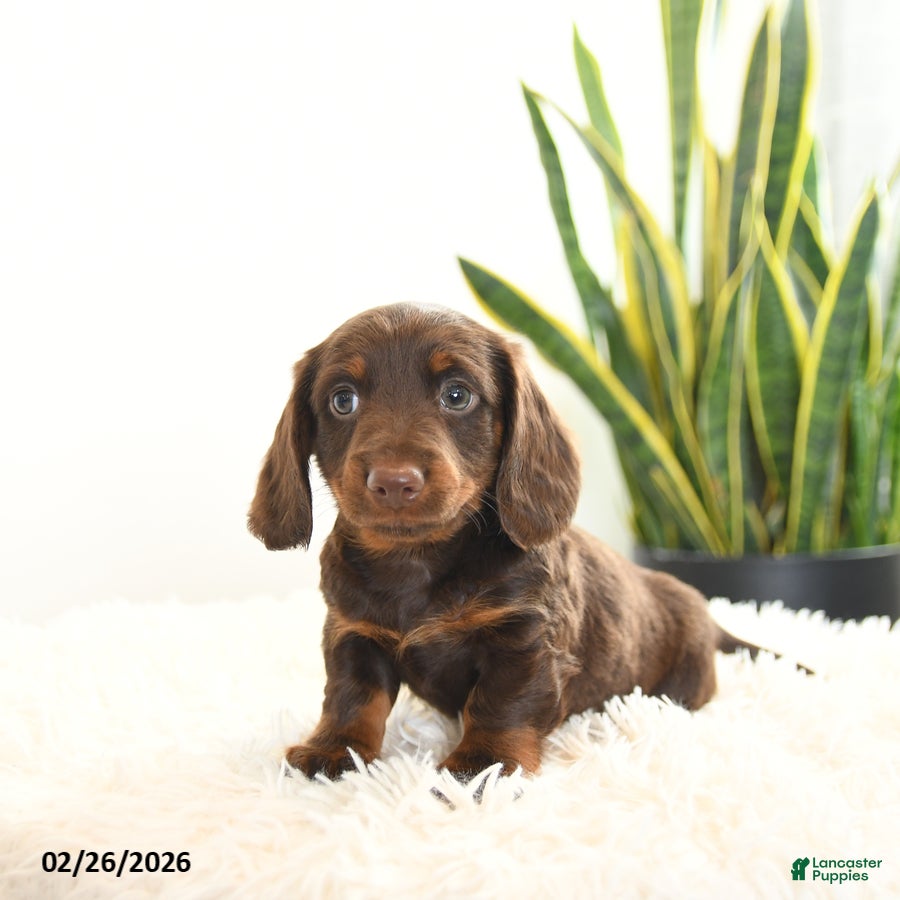 Miniature Dachshund dogs Rusty - Ad 2