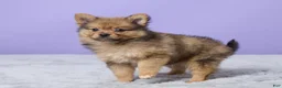 Pomeranian dogs for sale: Tommy - Ad 5
