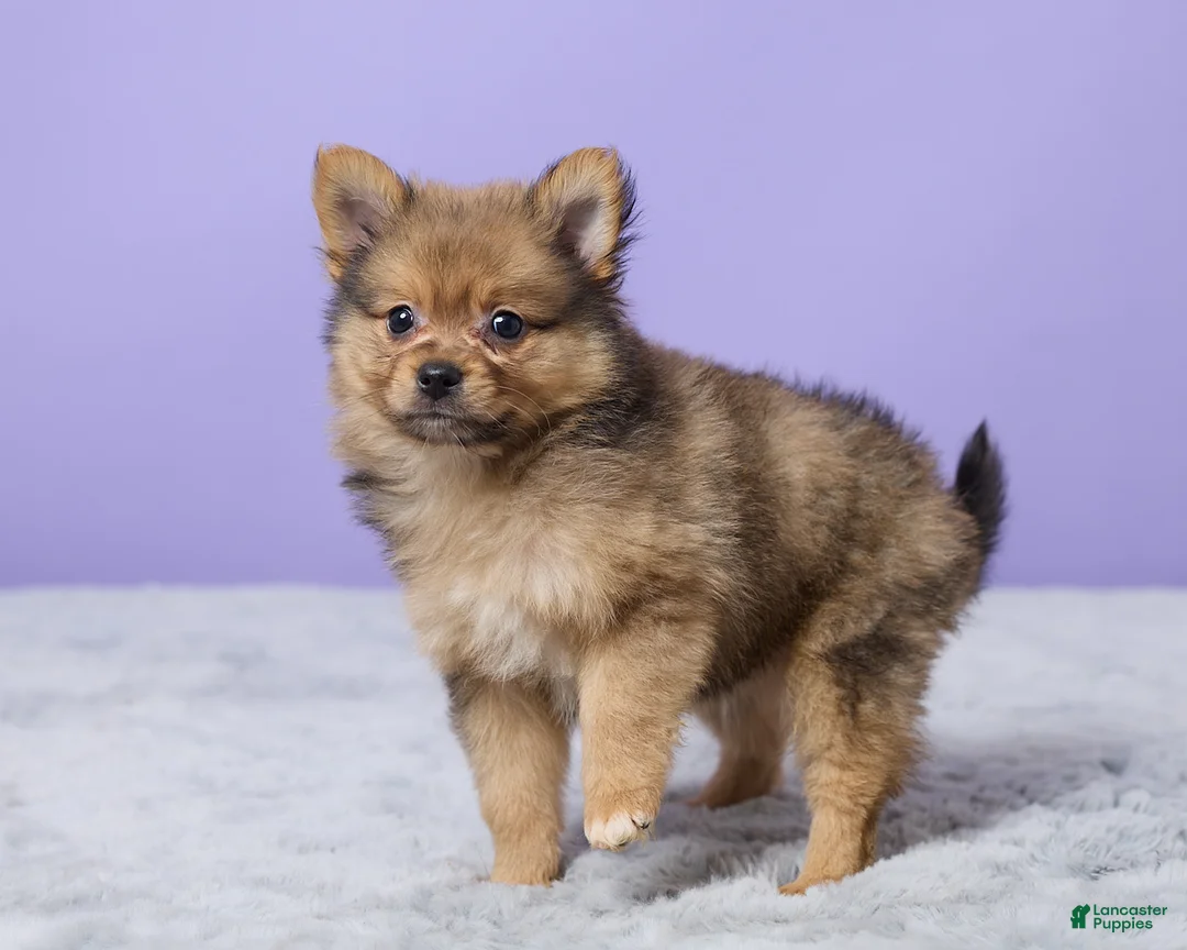 Pomeranian dogs for sale: Tommy - Ad 5