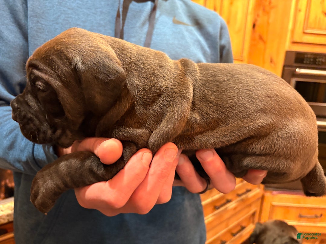 Cane Corso dogs for sale: Green boy - Ad 4