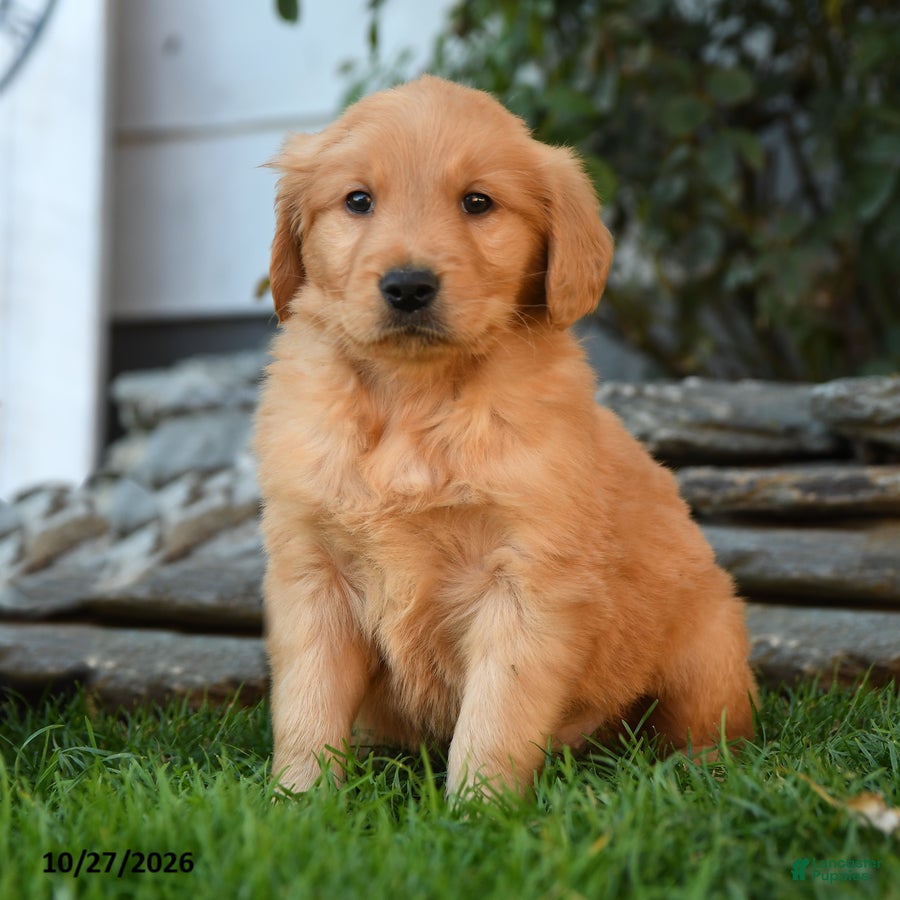 Golden Retriever dogs for sale: Rebel - Ad 1