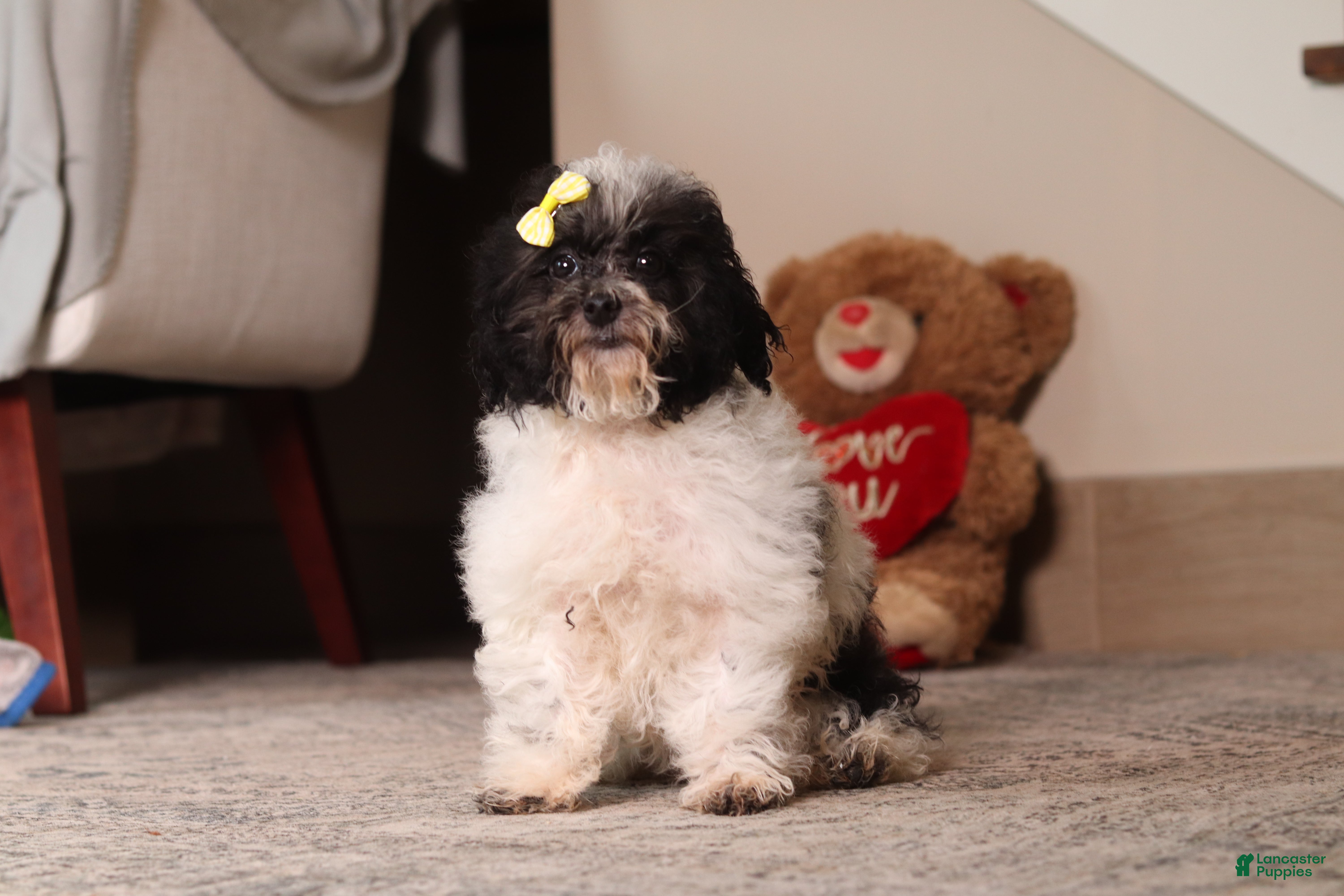 Toy Poodle dogs Rose - Ad 2
