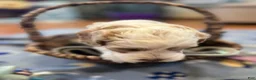 Cockapoo dogs for sale: Buff and white/brown and black nose  - Ad 8