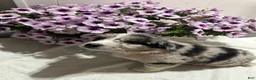 Miniature Australian Shepherd dogs for sale: Mandy - Ad 3