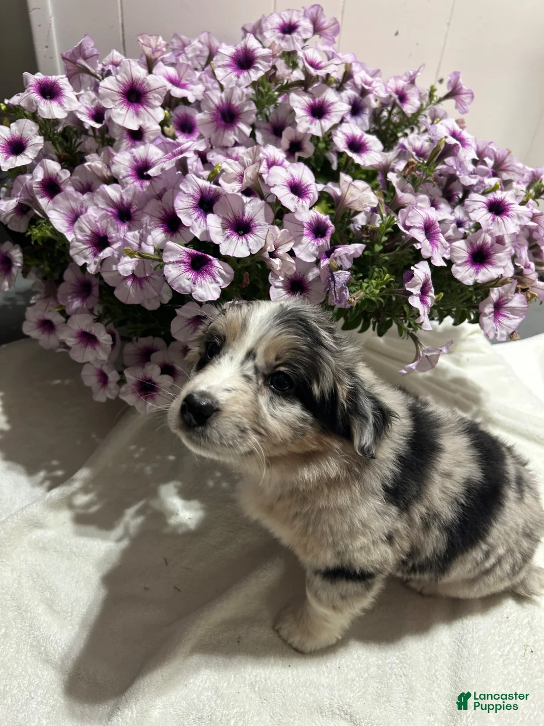 Miniature Australian Shepherd dogs for sale: Mandy - Ad 3