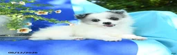 Pomeranian dogs for sale: Molly - Ad 4