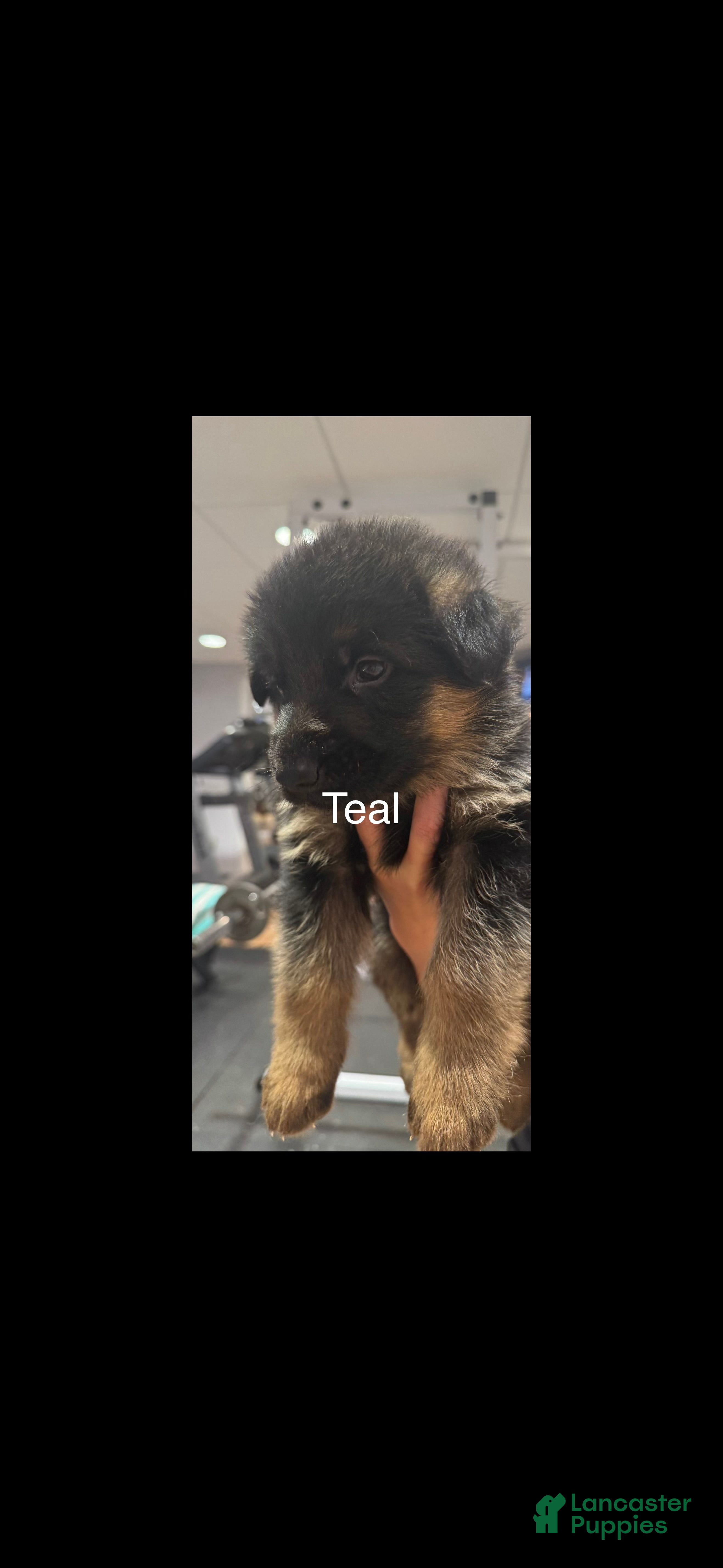 German Shepherd dogs Teal - Ad 1