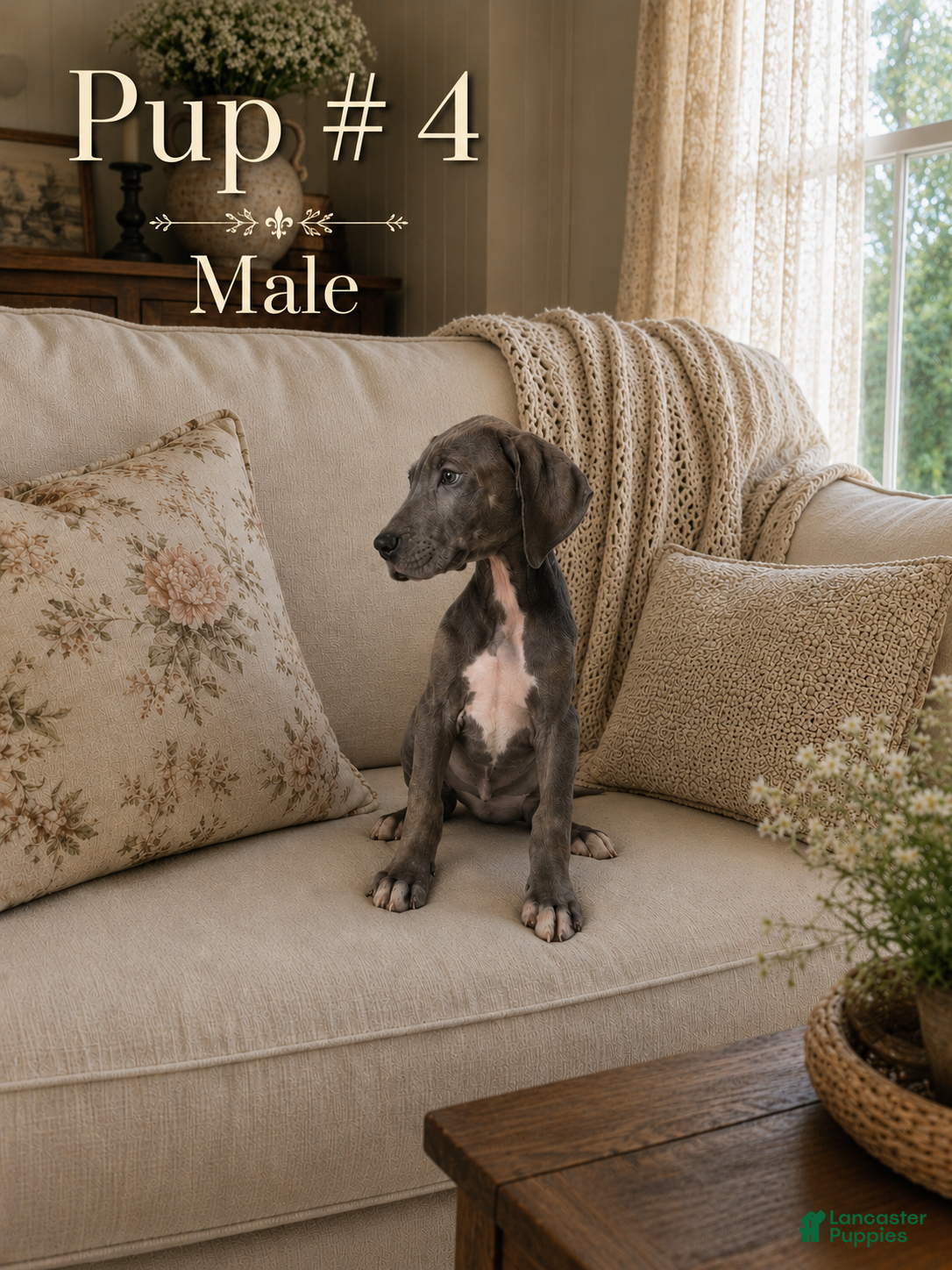 Great Dane dogs Great Dane 4 - Ad 37