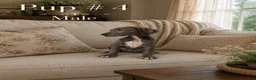 Great Dane dogs for sale: Great Dane 4 - Ad 1