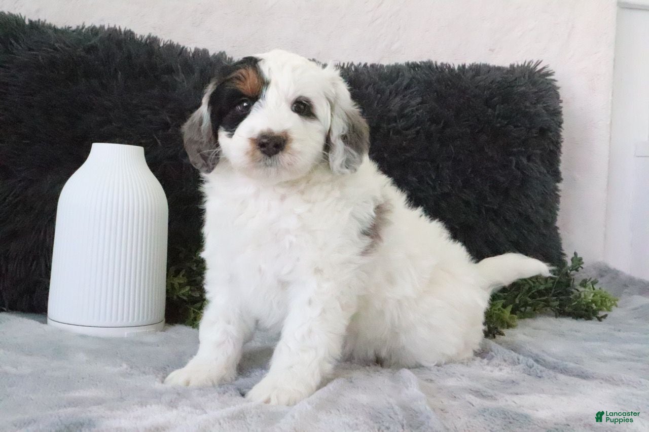 Mini Bernedoodle dogs Oreo - Ad 1