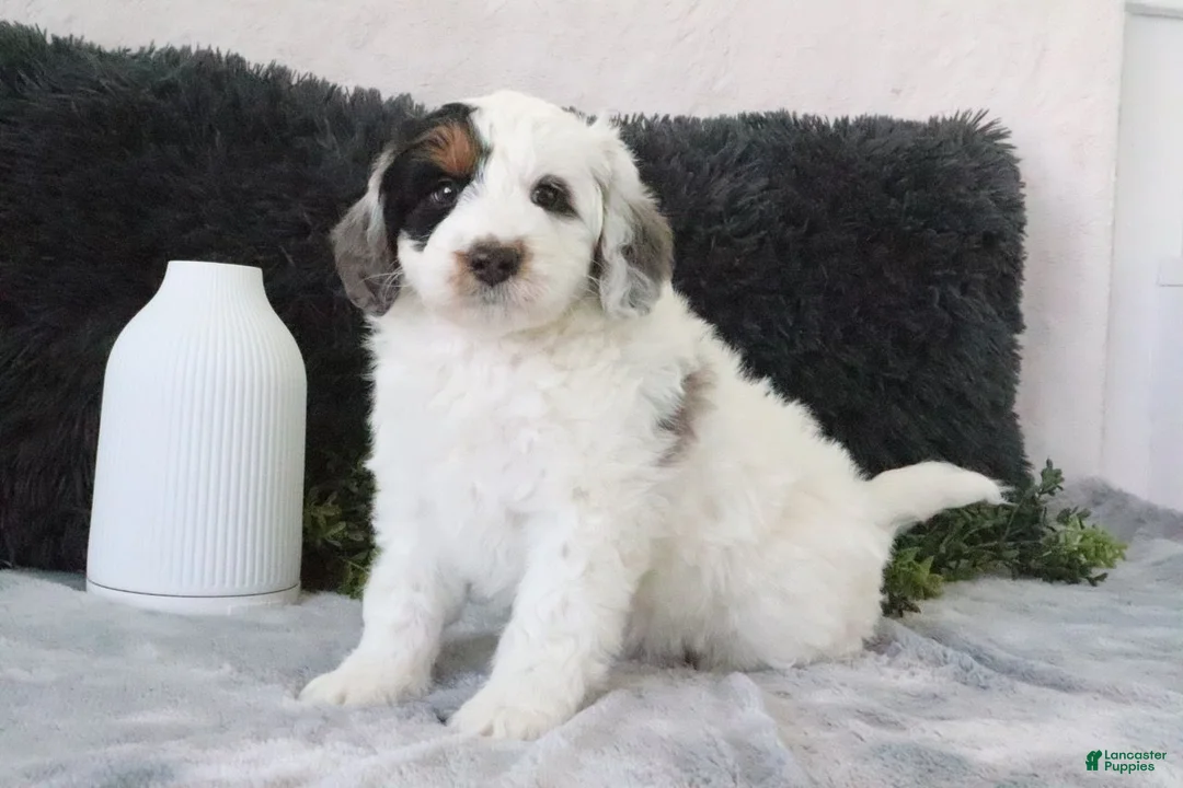 Mini Bernedoodle dogs for sale: Oreo - Ad 1
