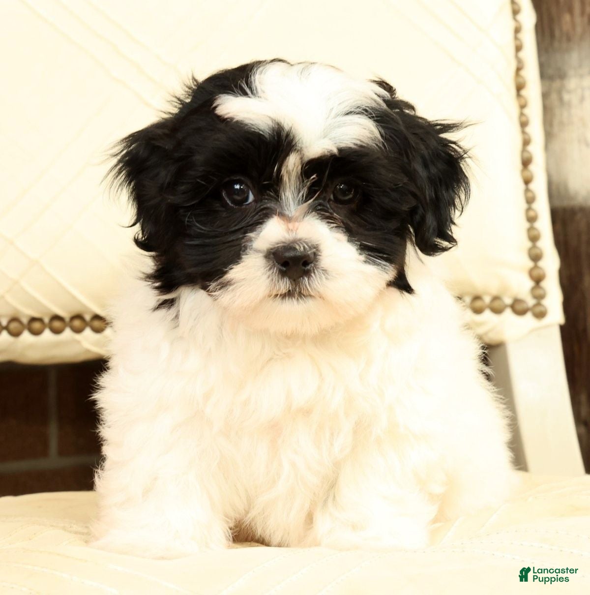 Shih Tzu dogs Willow - Ad 2