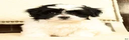 Shih Tzu dogs for sale: Willow - Ad 2