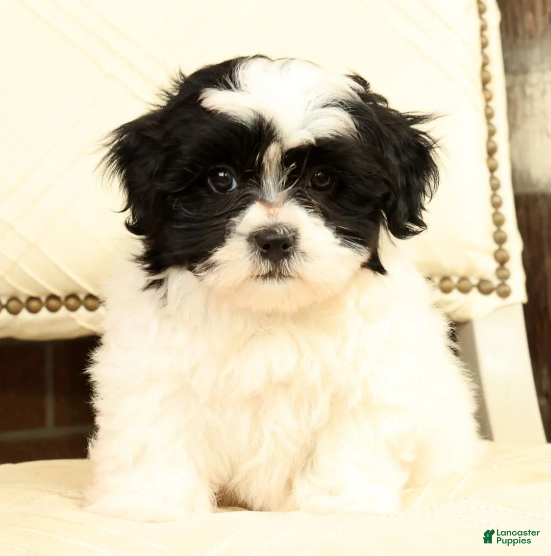 Shih Tzu dogs for sale: Willow - Ad 2