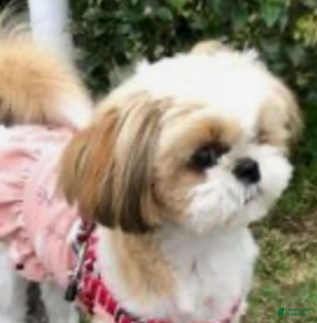 Shih Tzu dogs for sale: AKC Grace - Ad 6