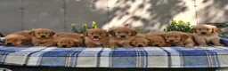 Golden Retriever dogs for sale: Tawny - Ad 5