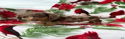 Miniature Dachshund dogs for sale: Davy - Ad 5