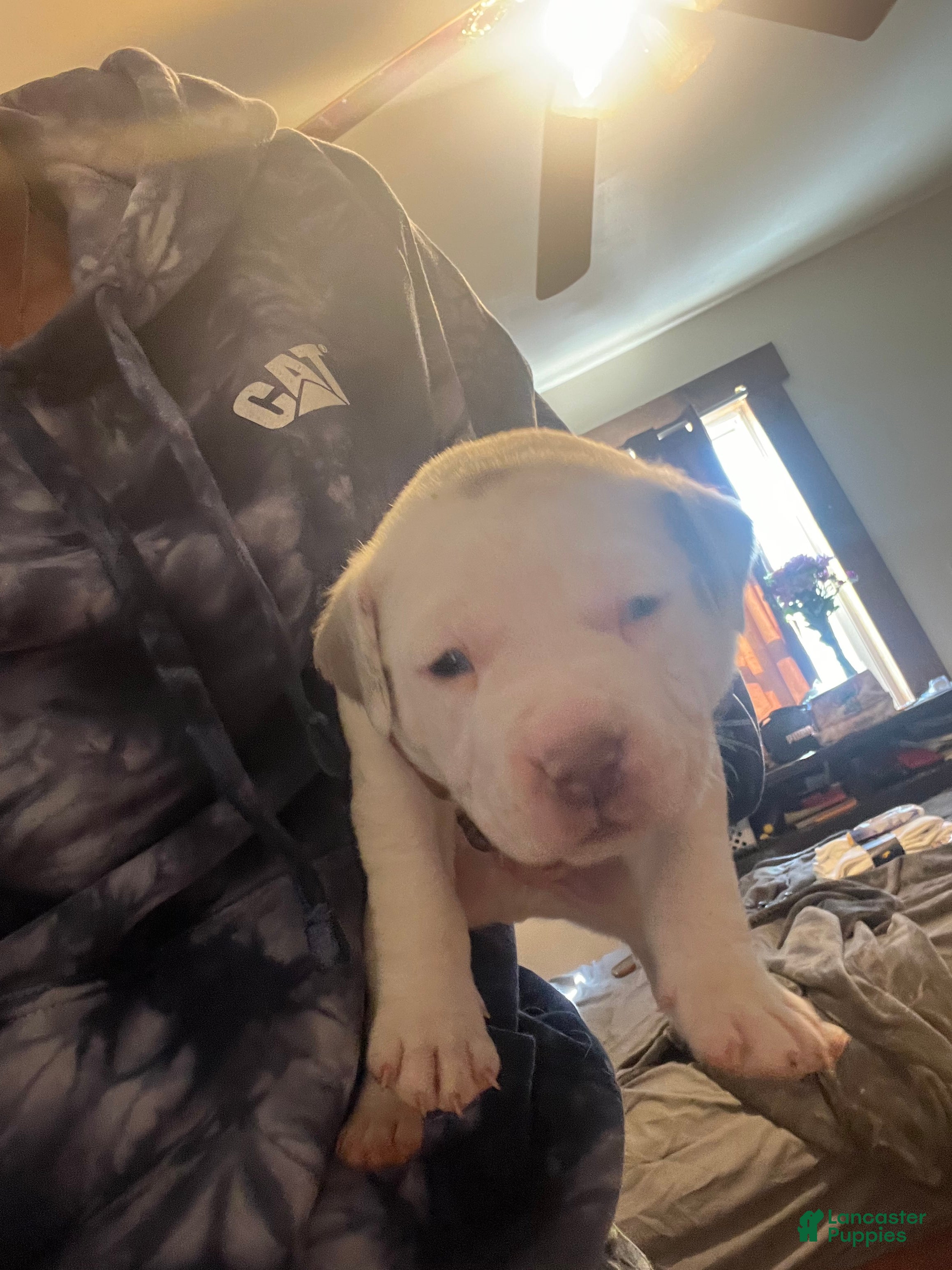 American Bully dogs American Bully Puppy 3 - Ad 2