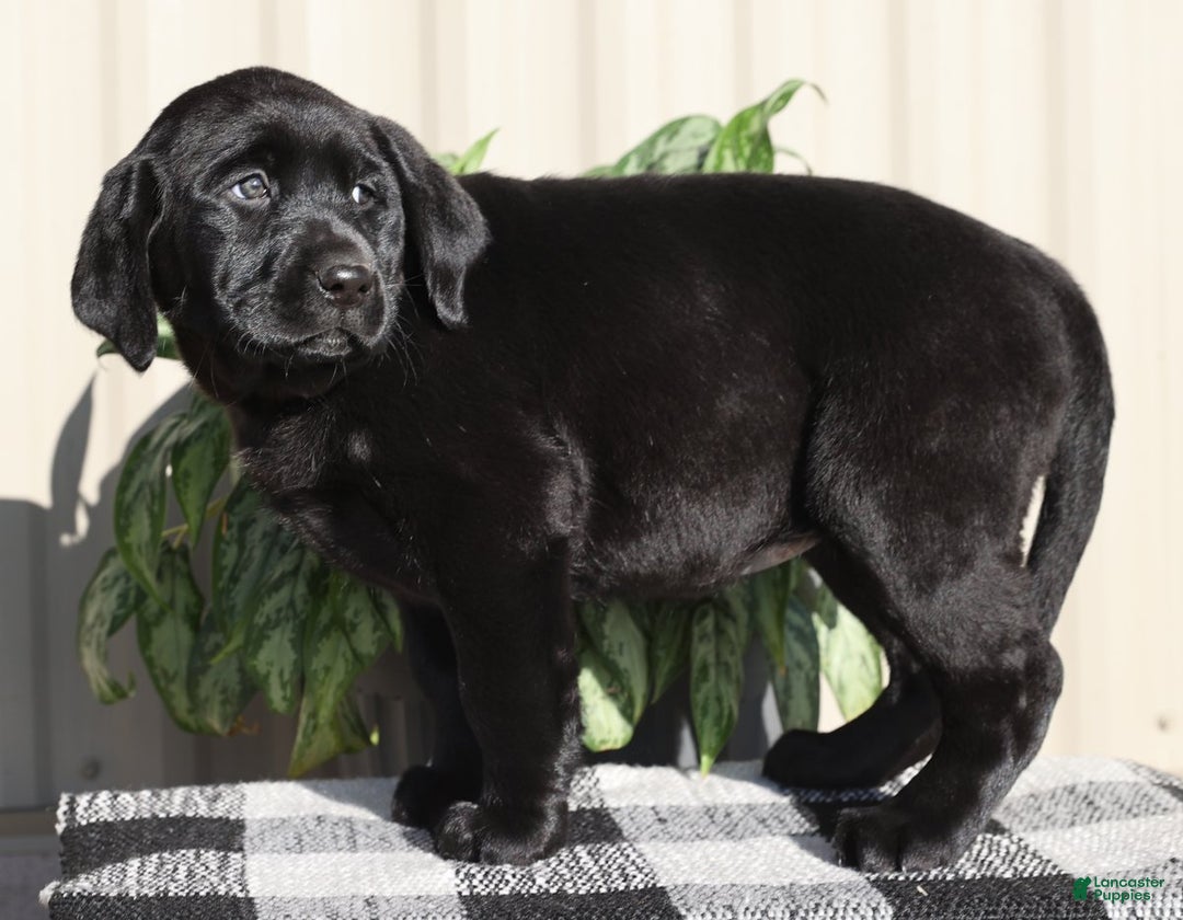 Labrador Retriever dogs for sale: Twinkle - Ad 7