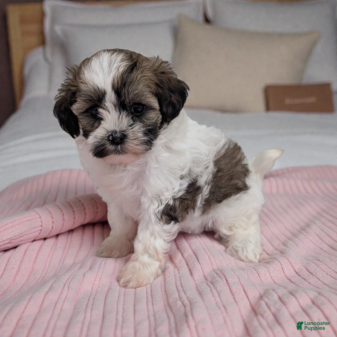 Shihpoo dogs for sale: Zoey - Ad 2