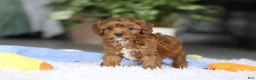 Cavapoo dogs for sale: Tiny Teddy - Ad 11