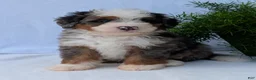 Mini Bernedoodle dogs for sale: Mini Louie  - Ad 18