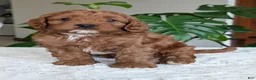 Cavapoo dogs for sale: Myles - Ad 11