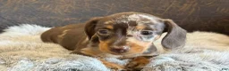 Miniature Dachshund dogs for sale: Daisy - Ad 7
