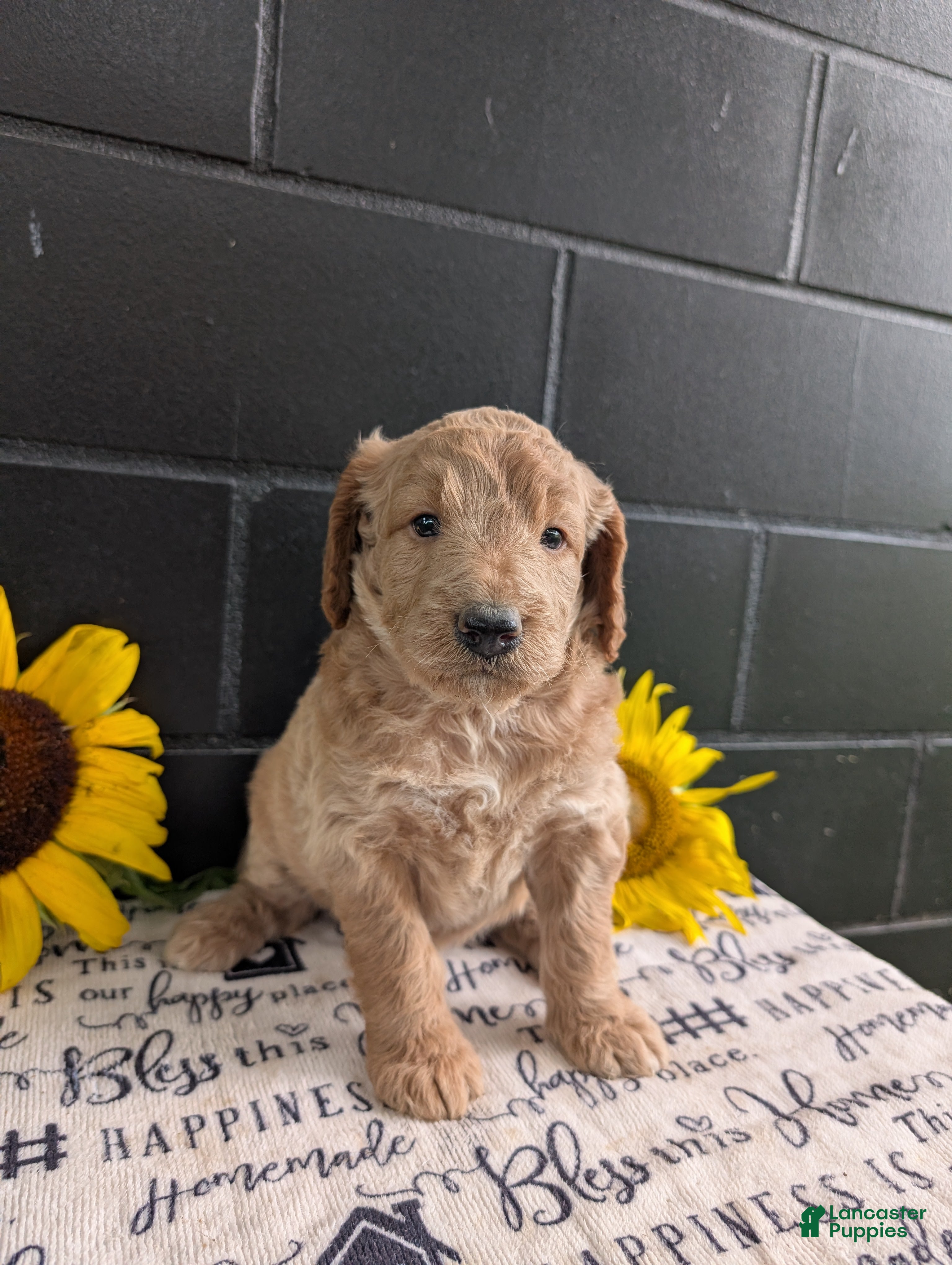 Goldendoodle dogs Lou - Ad 2