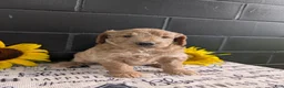 Goldendoodle dogs for sale: Lou - Ad 2