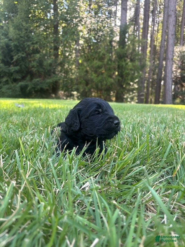Goldendoodle dogs Coal - Ad 1