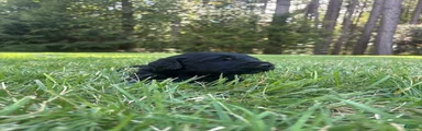 Coal